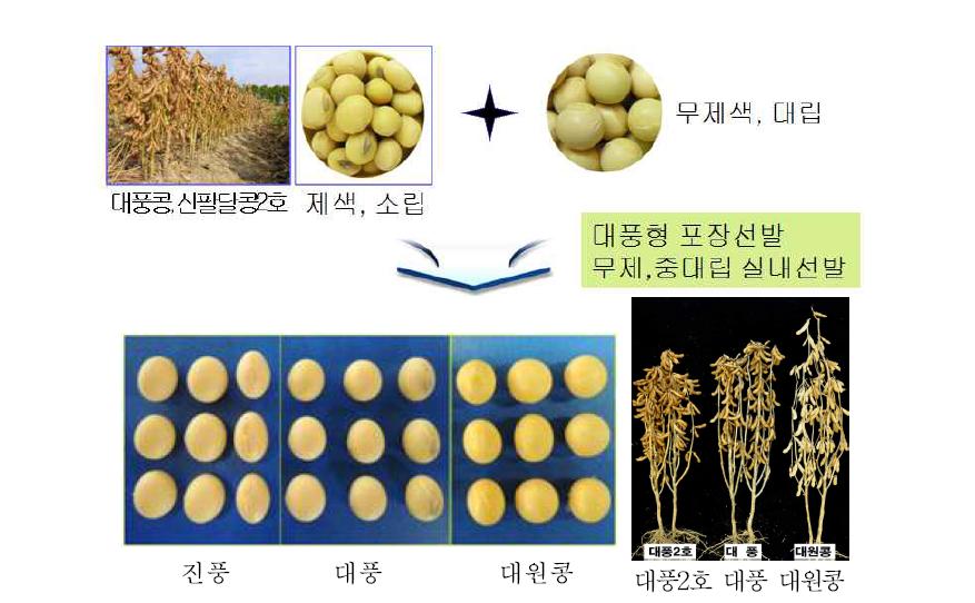 대풍의 종실외관을 개량한 진풍 및 대풍2호