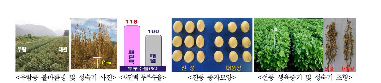 시험기간동안 개발된 주요품종의 특성