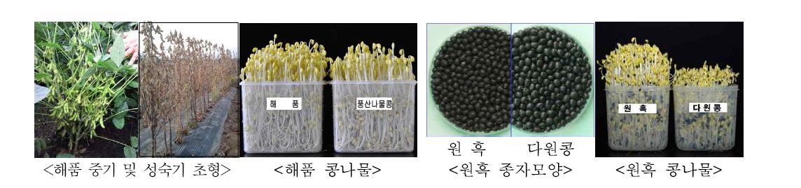 시험기간 동안 개발된 주요품종의 특성