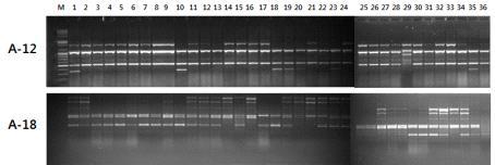 A-12, A-18 primer 증폭된 네트멜론 36점의 DNA polymorphisms