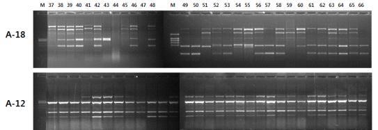 A-18, A-12 primer 증폭된 참외형 멜론 30점의 DNA polymorphisms