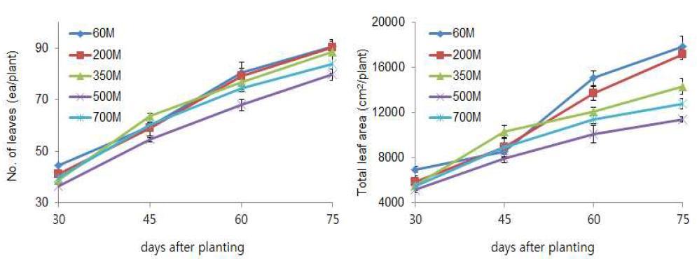 해발고도별 기온편차에 따른 여름배추의 엽수 및 총엽면적 변화