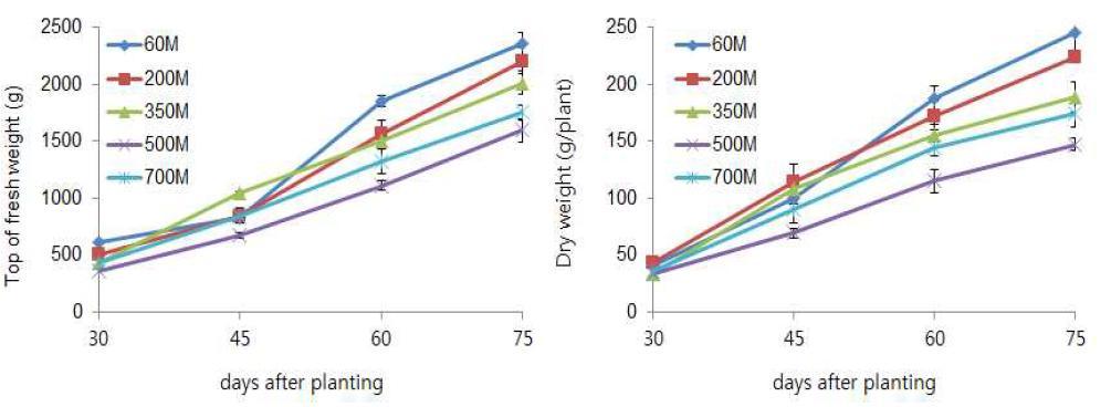 해발고도별 기온편차에 따른 여름배추의 지상부 생체중 및 건물중 변화