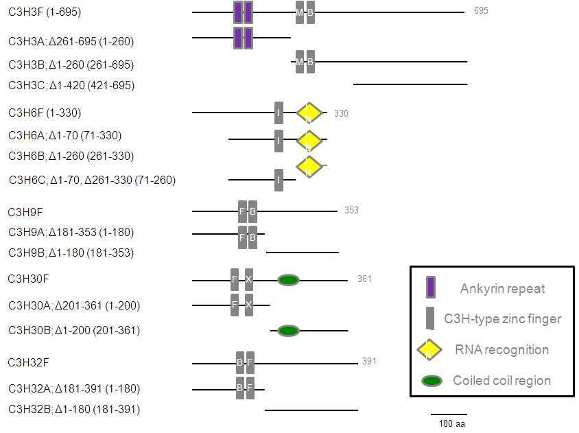 콩 C3H 도메인을 나타내는 그림. C3H는 RNA recognition, ankyrin, C3H-type zinc finger, coiled coil region을 포함하고 있으며, 여러 deletion construct를 보여준다.