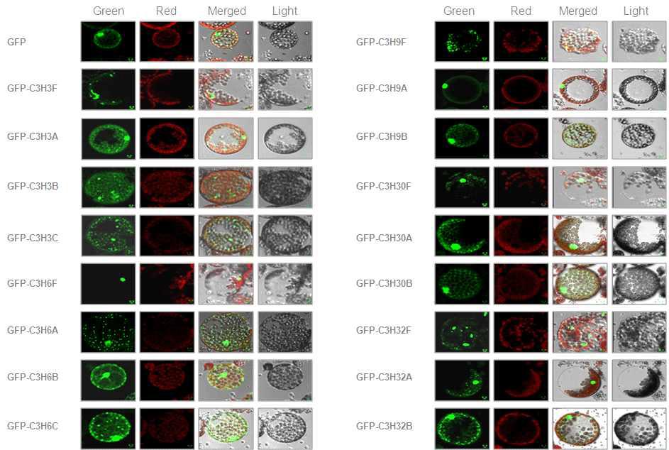 콩 GFP-C3H의 식물 세포내 위치 분석. 공촛점 현미경을 이용한 원형질체에서 콩 GFP-C3H 세포내 위치 분석. Green, GFP channel; Red, chlorophyll channel; Merged, merged channel; Light, light channel.