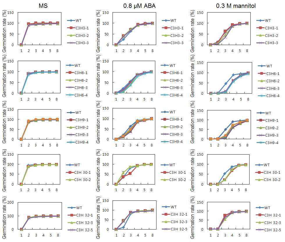 C3H 과다발현 애기장대 식물체 발아율 분석. WT과 과다발현 식물체 종자를 mannitol(300 mM)이나 ABA(0.8 μM) 첨가 배지에 발아시켜 발아율을 측정한 그래프. 3 반복씩 실험측정치의 평균을 계산하여 그래프 결과.