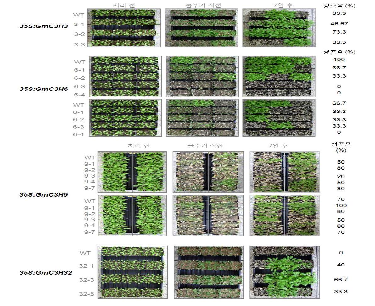 C3H ZF 과다발현 애기장대 식물체 가뭄 저항성 분석. 4주된 WT과 과다발현 식물체를 가뭄 스트레스를 처리한 후 물을 주어 생존율을 분석한 결과.