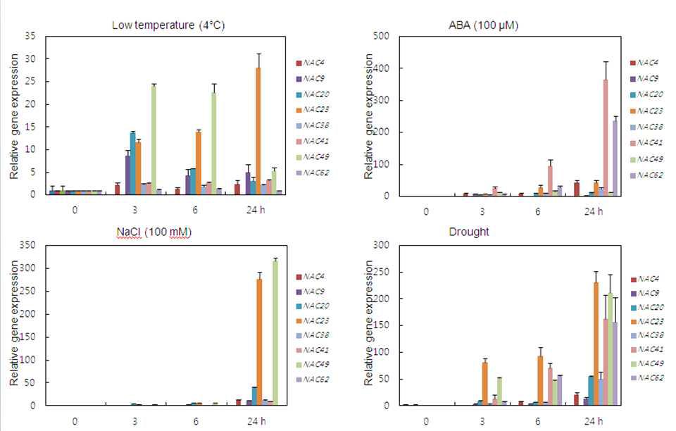 Real-time (q)RT-PCR 분석을 이용한 콩 NAC TF 유전자 발현 분석. 4주된 콩 에 저온(4°C), ABA(100 μM), NaCl(100 mM), 가뭄(Drought) 스트레스를 24시간까지 처 리하여 RNA를 분리하여, cDNA 합성한 후 유전자 특이적 프라이머를 이용하여 real-time RT-PCR을 수행한 결과.