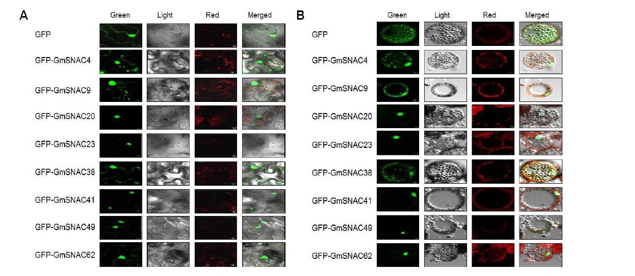 콩 GFP-NAC의 식물 세포내 위치 분석. 공촛점 현미경을 이용한 담배 표피조직 에서 콩 GFP-NAC의 세포내 위치 분석. Green, GFP channel; Red, chlorophyll channel; Merged, merged channel; Light, light channel.