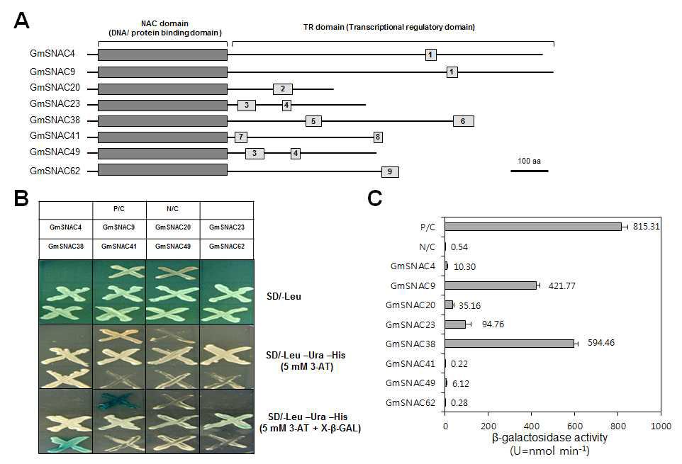 효모의 GAL4 시스템을 이용하여 콩의 NAC의 전사활성 능력 분석. (A) 콩 NAC 단백질 구조. DNA binding domain인 NAC 도메인과 전사활성조절 도메인으로 크게 나 뉜다. (B) GAL4 DBD와 NAC 융합 construct를 효모에 발현시킨 후 아미노산 결핍 배 지에 키운 사진. (C) NAC 전사활성을 조사하기 위해 β-galactosidase 활성을 보여주는 분석 그래프. P/C, positive control; N/C, negative control.