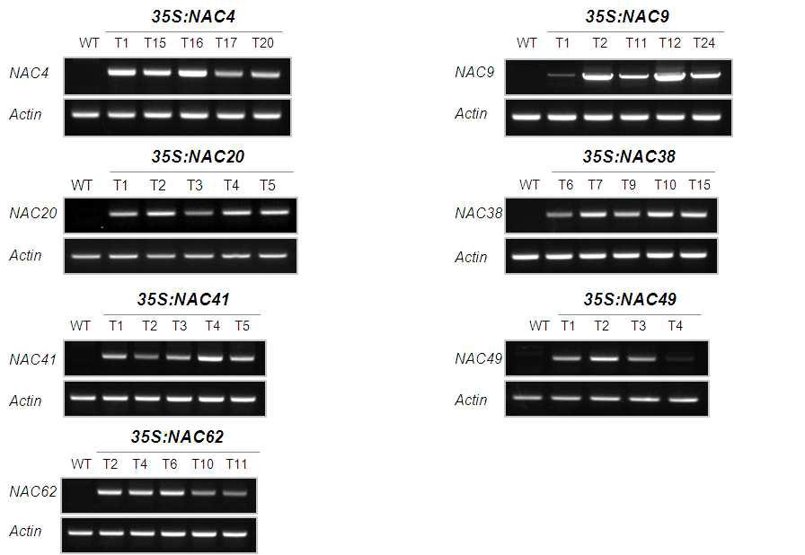 NAC 과다발현 애기장대 식물체 분석. RT-PCR을 이용하여 과다발현 형질전환체 유전자 발현 분석.