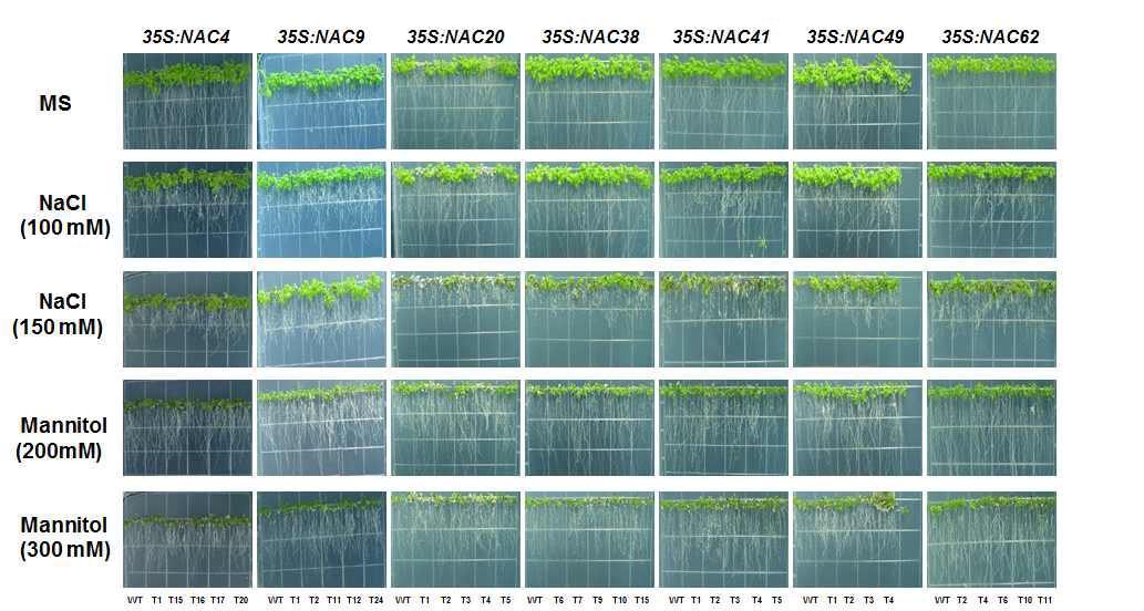 NAC 과다발현 애기장대 식물체 스트레스 저항성 분석. MS에 발아시킨 후 10 일째 WT과 과다발현 식물체 유묘를 mannitol(200, 300 mM)이나 NaCl(100, 150 mM) 를 포함하는 배지에 옮긴 후 10일 후에 찍은 사진.