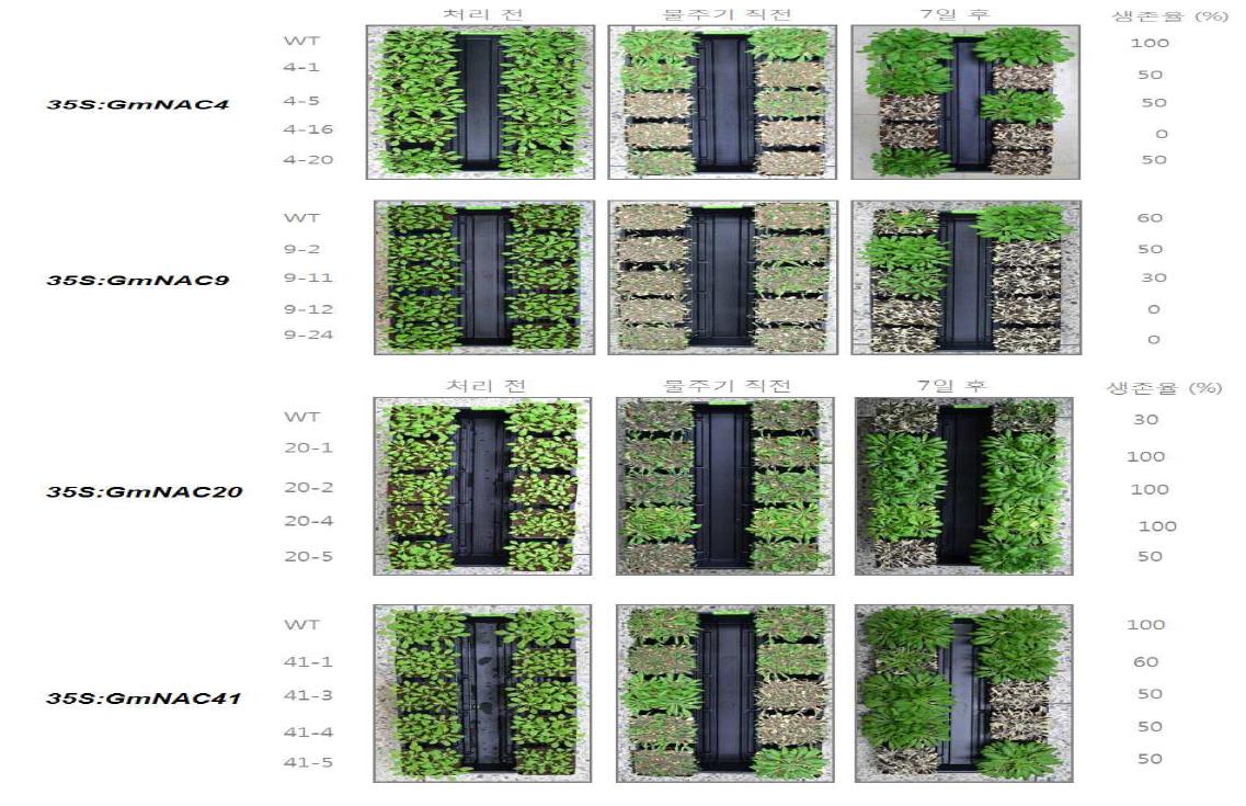 NAC TF 과다발현 애기장대 식물체 가뭄 저항성 분석. 4주된 WT과 과다발현 식물체를 가뭄 스트레스를 처리한 후 물을 주어 생존율을 분석한 결과.