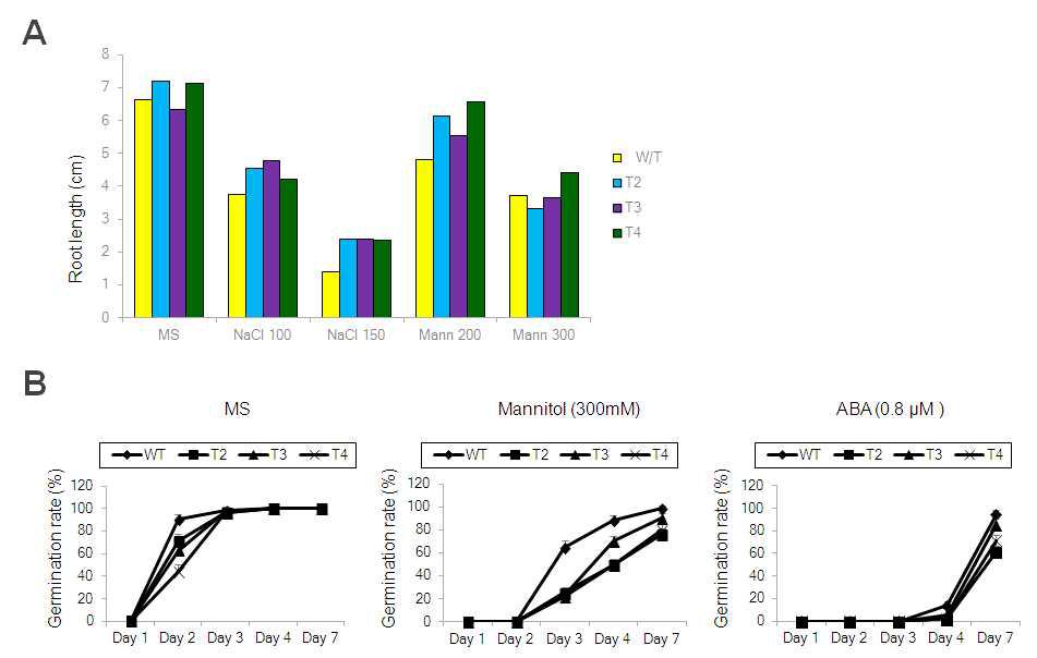 NAC49 과다발현 애기장대 식물체 분석. (A) MS에 발아시킨 후 10일째 WT과 과다발현 식물체 유묘를 MS, mannitol(200, 300 mM)이나 NaCl(100, 150 mM)를 포함 하는 MS 배지에 옮긴 후 10일 후에 뿌리길이를 측정하여 얻은 값이다. (B) WT과 과다 발현 식물체 종자를 mannitol(300 mM)이나 ABA(0.8 μM) 첨가 배지에 발아시켜 발아율 을 측정한 그래프. 3반복씩 실험측정치의 평균을 계산하여 그래프를 분석.