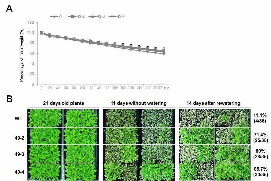 NAC49 TF 과다발현 애기장대 식물체 가뭄 저항성 분석. (A) 식물체 잎의 떼 어 공기중에 노출시켜 20분 간격으로 수분 손실율을 계산한 그래프. (B) 4주된 WT과 과 다발현 식물체를 가뭄 스트레스를 처리한 후 물을 주어 생존율을 분석한 결과.