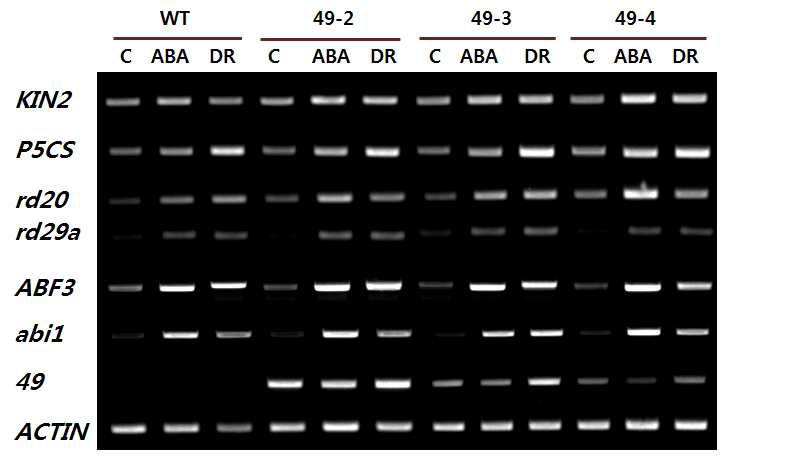 WT과 NAC49 과다발현 식물에서 ABA와 drought stress(DR)에 의해 스트레 스 마커 유전자 발현량 비교. 스트레스 없는 control(C), ABA(100 μM) 3시간 처리, 2주 간 가뭄 스트레스(DR)를 처리한 잎의 total RNA를 추출한 후 cDNA 합성하고 난 후 각 유전자에 해당하는 프라이머로 PCR 증폭한 산물을 아가로즈젤에 전기영동한 후 EtBr로 염색한 사진.