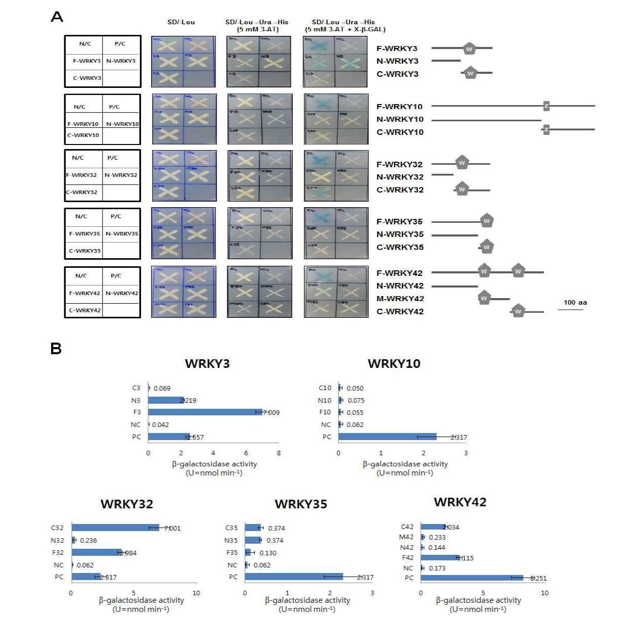 효모의 GAL4 시스템을 이용하여 콩의 WRKY의 전사활성 능력 분석. (A) 콩 WRKY 도메인 분석을 위하여 전체(Full, F), 아미노 터미널(N-terminal, N), 중간 (Middle, M), 카르복시 터미널(C-terminal, C) 부분을 GAL4 DB와 융합된 construct를 효모에 발현시킨 후 아미노산 결핍 배지에 키운 사진. (B) WRKY 전사활성을 조사하기 위해 β-galactosidase 활성을 보여주는 분석 그래프. P/C, positive control; N/C, negative control.
