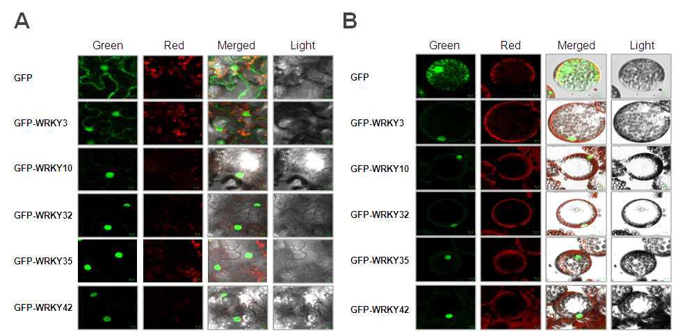 콩 GFP-WRKY의 식물 세포내 위치 분석. (A) 공촛점 현미경을 이용한 담배 표피조직에서 콩 GFP-WRKY의 세포내 위치 분석. (B) 공촛점 현미경을 이용한 원형질체 에서 콩 GFP-WRKY의 세포내 위치 분석. Green, GFP channel; Red, chlorophyll channel; Merged, merged channel; Light, light channel.
