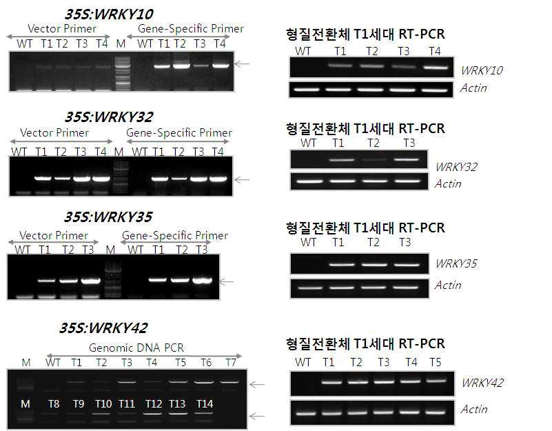 WRKY 과다발현 애기장대 식물체 분석. genomic PCR과 RT-PCR을 이용하여 과다발현 형질전환체 유전자 발현 분석.