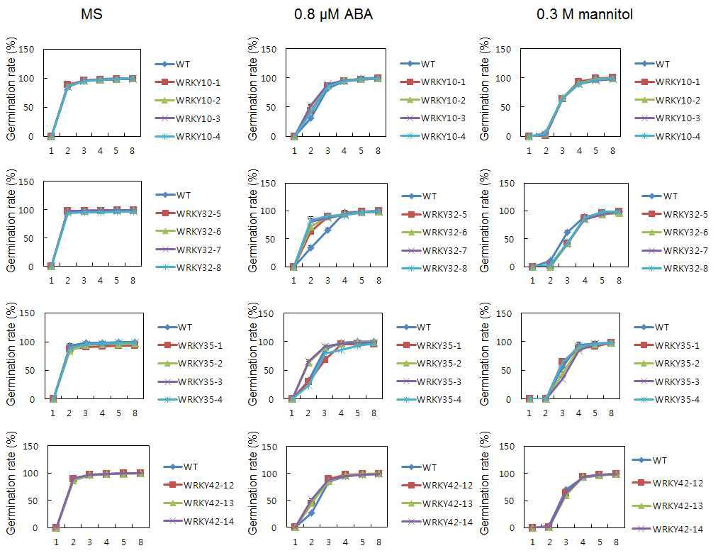 WRKY 과다발현 애기장대 식물체 발아율 분석. WT과 과다발현 식물체 종자를 mannitol(300 mM)이나 ABA(0.8 μM) 첨가 배지에 발아시켜 발아율을 측정한 그래프. 3 반복씩 실험측정치의 평균을 계산하여 그래프를 분석.