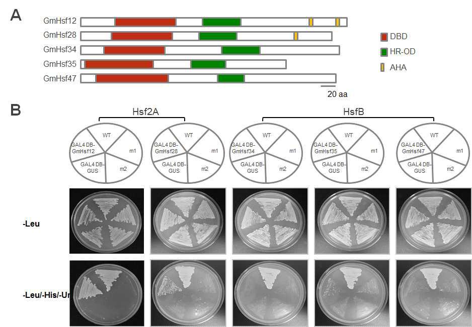 Hsf A와 B 타입 모식도와 효모의 GAL4 시스템을 이용하여 콩의 Hsf의 전사 활성 능력 분석. (A) 콩 Hsf 단백질 구조 분석. (B) 효모의 GAL4 시스템을 이용한 콩 Hsf 전사활성 분석.