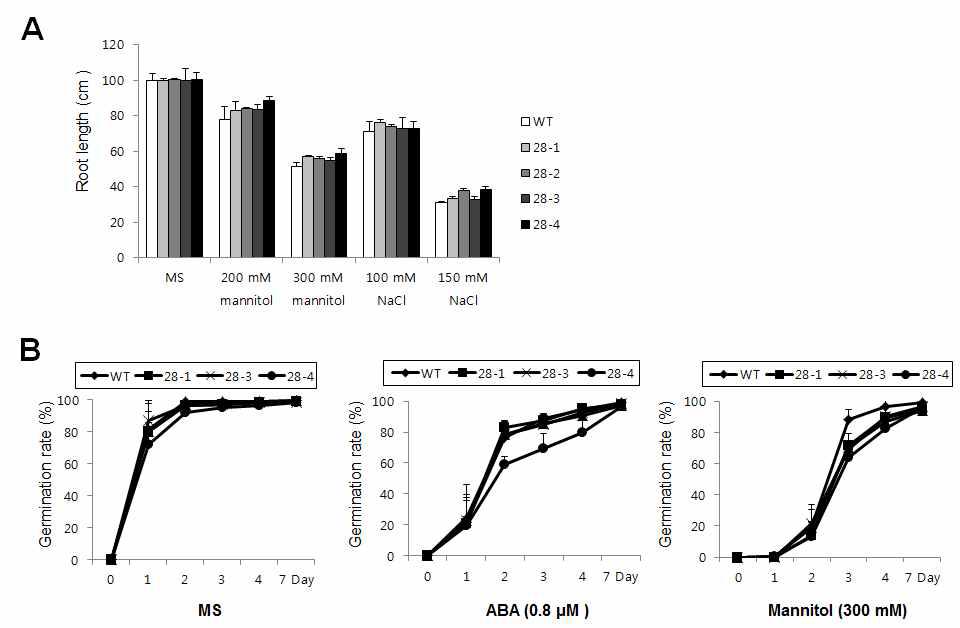 삼투 스트레스 배지 조건하에 HSF28 과다발현 애기장대 식물체 뿌리 발달과 발아율 분석. (A) MS 배지에 발아시킨 10일 된 유묘를 mannitol, 또는 NaCl이 첨가된 배지에 옮겨 10일 동안 키운 후 뿌리 길이를 분석한 그래프 (B) WT과 과다발현 식물체 종자를 mannitol(300 mM)이나 ABA(0.8 μM) 첨가 배지에 발아시켜 발아율을 측정한 그 래프. 3반복씩 실험측정치의 평균을 계산하여 그래프를 분석.
