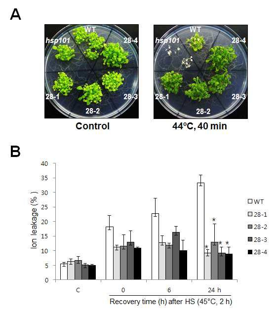 Hsf28 과다발현 애기장대 식물체 고온 스트레스 저항성 분석. (A) 10일된 WT, hsp101 과 과다발현 식물체를 44°C, 40분간 고온 스트레스를 처리한 후 7일째 찍은 사진. (B) 4주된 WT과 과다발현 식물체에 45°C, 2시간 고온 스트레스를 처리한 후 이 온 누출율을 측정한 그래프. 3반복씩 실험측정치의 평균을 계산하여 그래프를 분석.