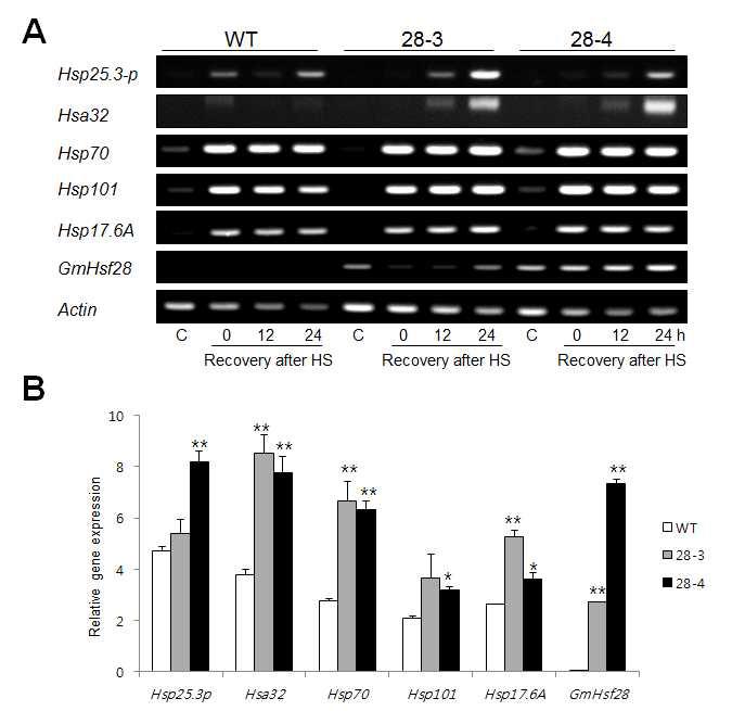 WT과 Hsf28 과다발현 식물에서 고온 스트레스(45°C, 2시간) 후 스트레스 마커 유전자 발현량 비교. (A) 스트레스 없는 control(C), 고온 스트레스 처리한 잎의 total RNA를 추출한 후 cDNA 합성하고 난 후 각 유전자에 해당하는 프라이머로 PCR 증폭한 산물을 아가로즈젤에 전기영동한 후 EtBr로 염색한 사진. (B) Real-time (q)RT-PCR 분 석을 이용한 Hsf28 과다발현에 의한 마커 유전자 발현 분석. 4주된 애기장대에 고온 스트레스 처리한 후 12 시간에 잎의 total RNA를 추출한 후 cDNA 합성하고 난 후 각 유 전자에 해당하는 프라이머로 24시간까지 처리하여 RNA를 분리하여, cDNA 합성한 후 유전자 특이적 프라이머를 이용하여 real-time RT-PCR을 수행한 결과.