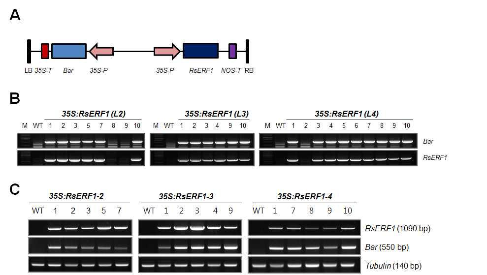 과다발현 콩 형질전환 식물체 생산. (A) 35S:RsERF1 construct. (B) RsERF1 과다발현 콩 형질전환체의 유전자 도입 확인을 하기 위한 genomic DNA PCR 분석 사 진. (C) RsERF1 과다발현 확인을 하기 위한 RT-PCR 분석 사진. Bar, basta gene primer.