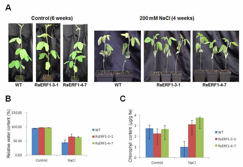 RsERF1 과다발현 콩 형질전환 식물체 염분 스트레스 저항성 분석. (A) 염분 스트레스 처리 후 WT 콩과 형질전환체 식물 사진. (B) 염분 스트레스 처리 전, 후 수분 함량 분석 그래프. (C) 염분 스트레스 처리 전, 후 엽록소 함량 분석 그래프.