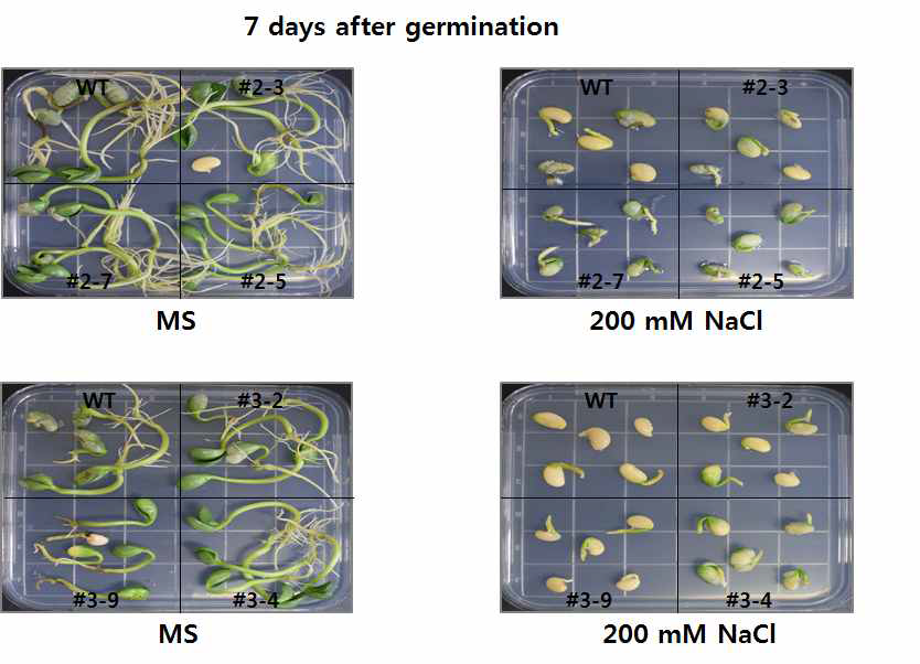 염분 스트레스 배지 조건하에 RsERF1 과다발현 콩 발아 분석. MS 배지, NaCl이 첨가된 배지에 콩을 발아시켜 7일 후 찍은 사진.