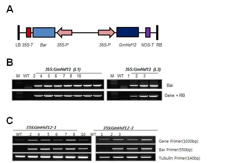 과다발현 콩 형질전환 식물체 생산. (A) 35S:GmHsf12 construct. (B) GmHsf12 과다발현 콩 형질전환체의 유전자 도입 확인을 하기 위한 genomic DNA PCR 분석 사진. (C) GmHsf12 과다발현 확인을 하기 위한 RT-PCR 분석 사진. Bar, basta gene primer.