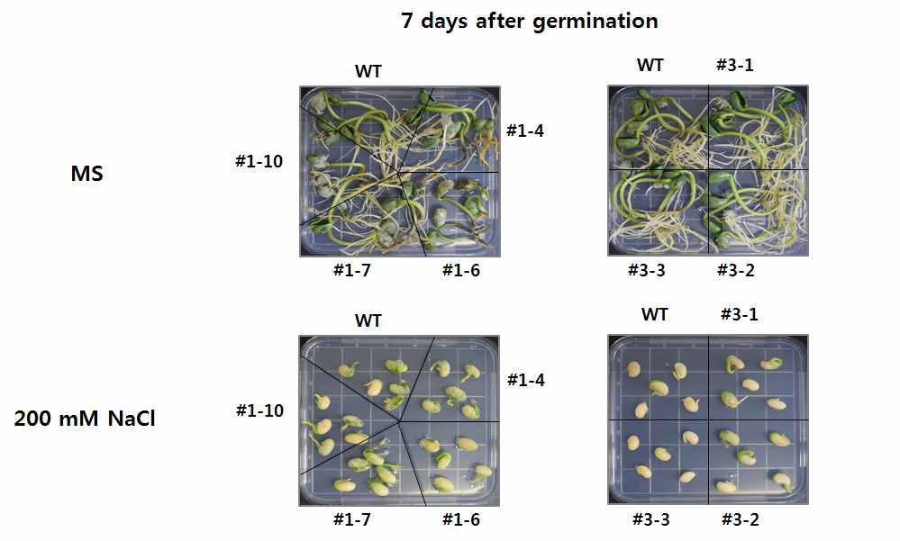 염분 스트레스 배지 조건하에 GmHsf12 과다발현 콩 발아 분석. MS 배지, NaCl이 첨가된 배지에 콩을 발아시켜 7일 후 찍은 사진.