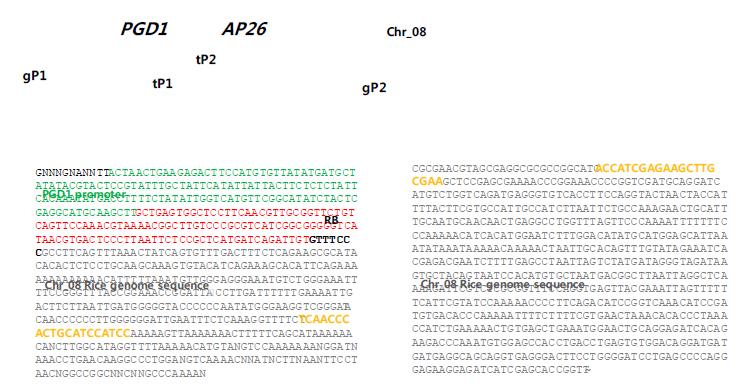 Flanking sequencing을 통한 전장 T-DNA분석의 예