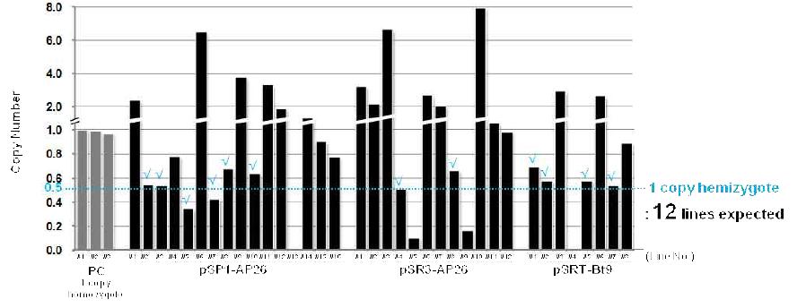 TaqMan PCR을 이용한 도입유전자의 copy 수 결정의 예