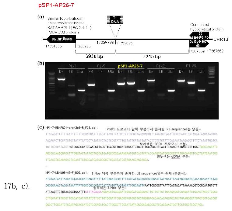 pSP-AP26-7 형질전환체의 게놈 삽입부위 확인 결과