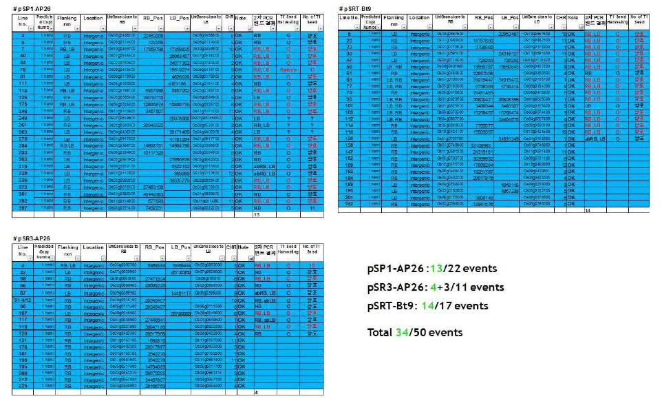 T₁ 종자확보된 1 copy/clean/intergenic 형질전환벼