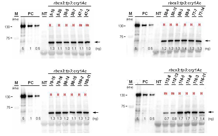 30일된 pSRT-Bt9 T2식물체 잎조직에서 Bt9 단백질 발현분석