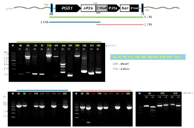 12계통 pSP1-AP26 T2식물체 T-DNA 재분리 PCR 수행