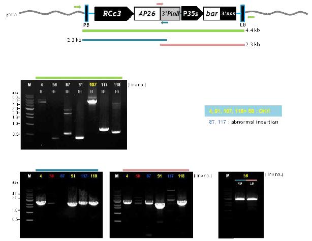 7계통 pSR3-AP26 T2식물체 T-DNA 재분리 PCR 수행