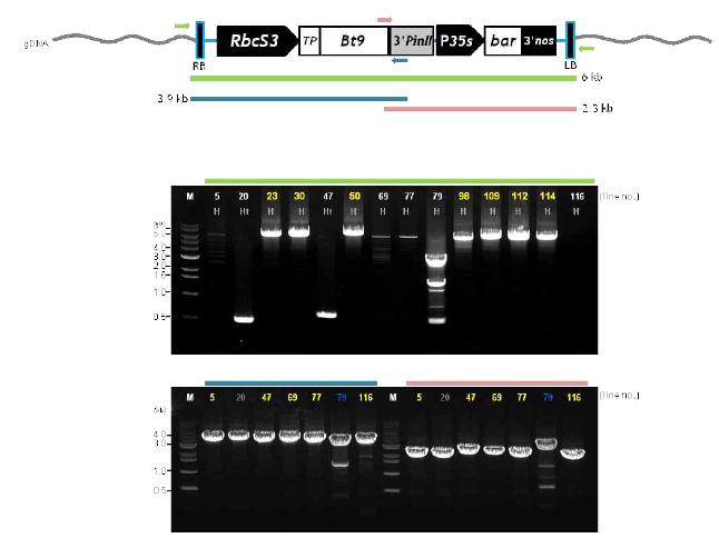 14계통 pSRT-Bt9 T2식물체 T-DNA 재분리 PCR 수행