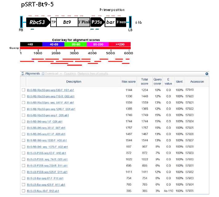 pSRT-Bt9 라인번호 5의 재분리된 T-DNA 염기서열 분석 수행 예시
