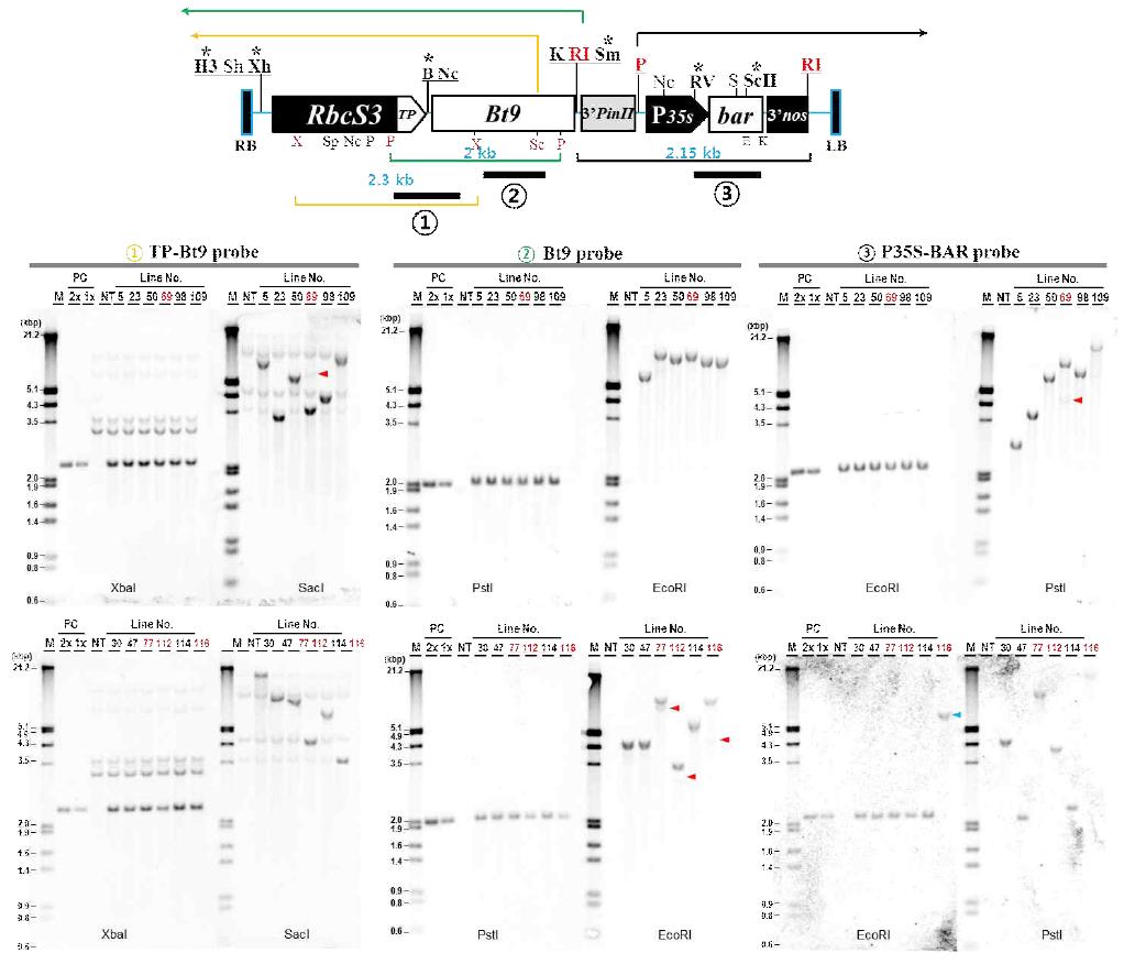 pSRT-Bt9 12계통의 southern 분석결과