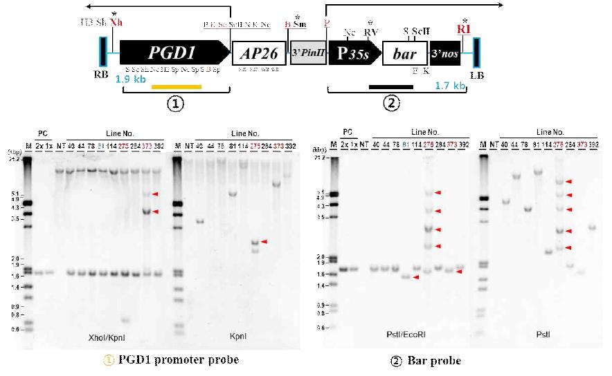 pSP1-AP26 9계통의 southern 분석결과