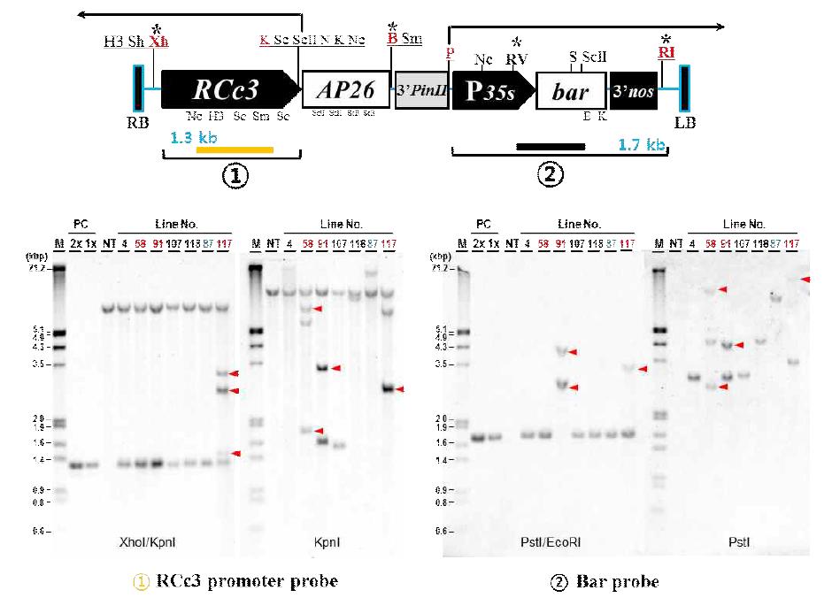 pSR3-AP26 7계통의 southern 분석결과