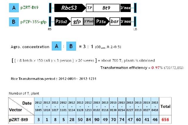 Co-transformation방법을 이용한 무선발 Bt벼 제작