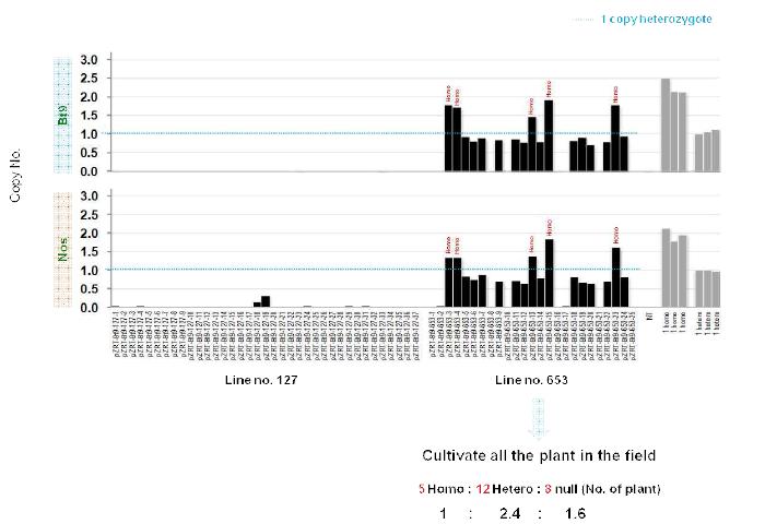 무선발 2개 계통 T1 식물체 Homozygosity 확인 TaqMan PCR