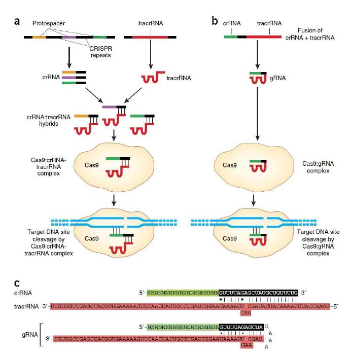 CRISPR-Cas systems