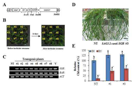 잎의 노화 지연 유전자 SGR의 잔디 작물에서의 기능 검증.
