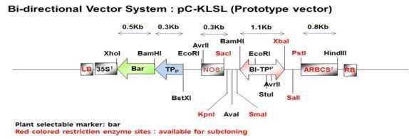 전남대 김정일 교수에게 분양받은 TP promoter-bar 도입된 pC-KLSL벡터